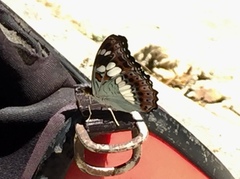 Moduza procris milonia