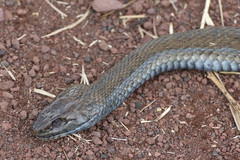 Thamnophis eques obscurus