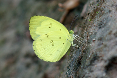 Eurema lacteola