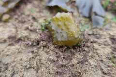 Colpomenia tuberculata