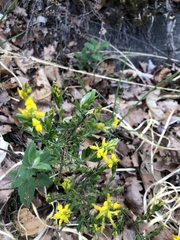 Genista germanica