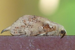 Kunugia florimaculata