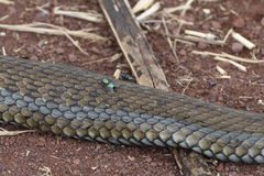 Thamnophis eques obscurus