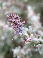 Theclinesthes serpentata serpentata