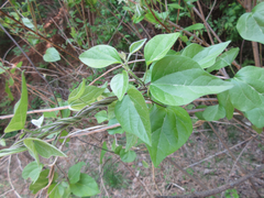 Cocculus orbiculatus