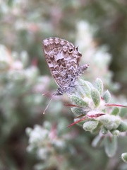 Theclinesthes serpentata serpentata