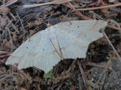 Pareclipsis gracilis