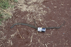 Thamnophis eques obscurus