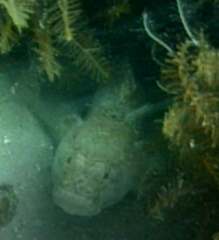 Caffrogobius nudiceps