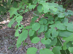 Fraxinus chinensis