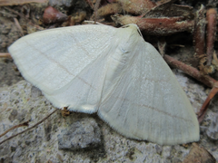 Parabapta clarissa