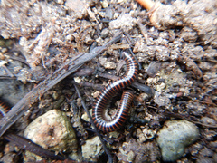 Leptogoniulus sorornus