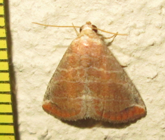 Eublemma baccalix
