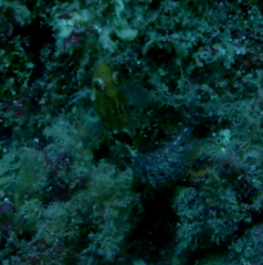 Clinus superciliosus