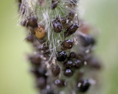 Brachycaudus lychnidis