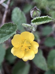 Abutilon fraseri