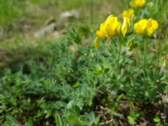 Lotus delortii