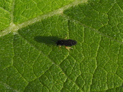 Monophadnus pallescens