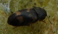 Litargus connexus