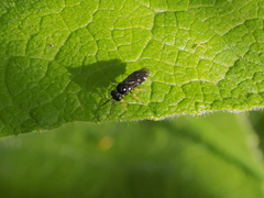 Monophadnus pallescens