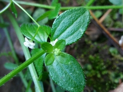 Galium rotundifolium