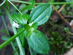 Galium rotundifolium