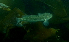 Clinus superciliosus