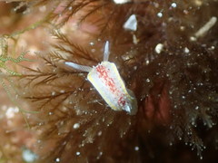 Diaphorodoris luteocincta