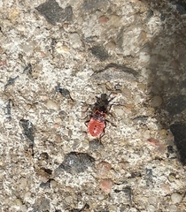 Pyrrhocoris apterus