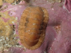 Rhyssoplax corallina