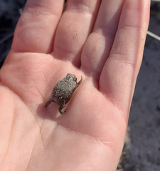 Breviceps rosei rosei