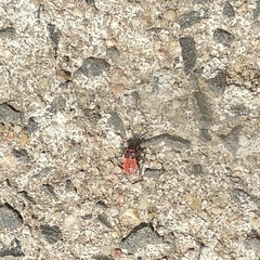 Pyrrhocoris apterus