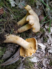 Cantharellus pallens
