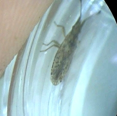 Cryptorhamphus orbus