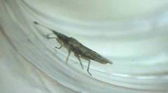 Cryptorhamphus orbus