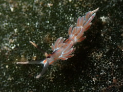 Facelina rubrovittata