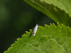 Leucoptera