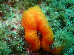 Aplidium elegans