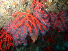 Corallium rubrum