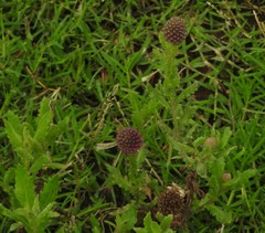 Sphaeranthus indicus