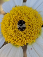 Anthrenus isabellinus