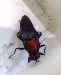 Clitellaria ephippium