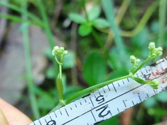 Galium rotundifolium