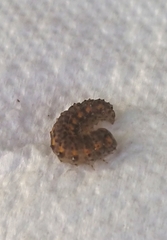 Bryophila raptricula