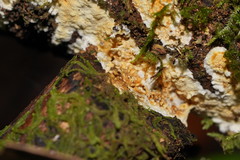 Gloeoporellus merulinus