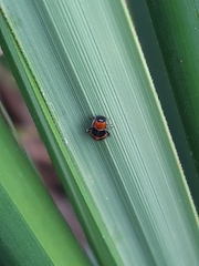 Dicranolaius bellulus