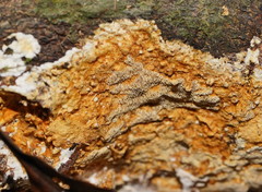 Gloeoporellus merulinus