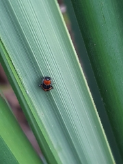 Dicranolaius bellulus