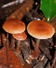 Lentinellus tasmanicus