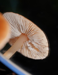 Lentinellus tasmanicus